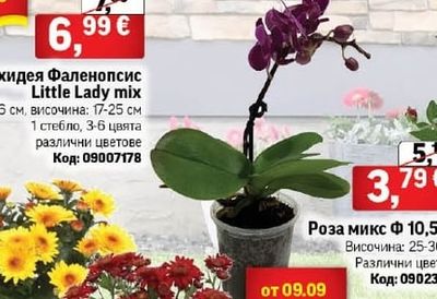 Орхидея Фаленопсис Little Lady mix