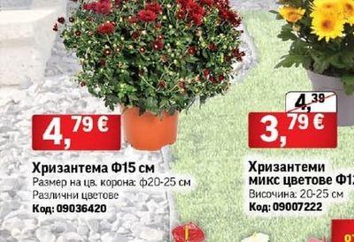 Хризантема
