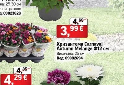 Хризантема Carnaval Autumn Melange