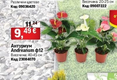 Антуриум Andreanum