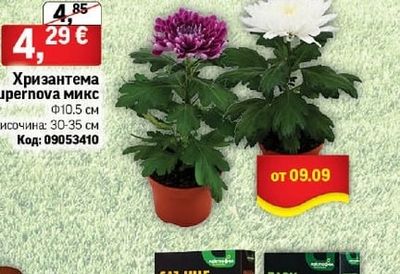 Хризантема Supernova микс