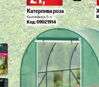 Катерлива роза
