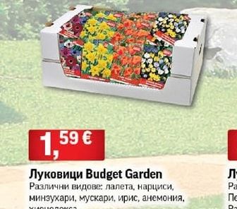 Луковици Budget Garden
