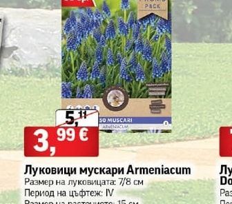 Луковици мускари Armeniacum