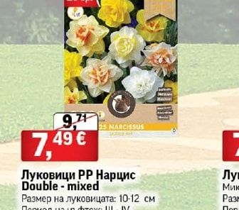 Луковици РР Нарцис Double - mixed