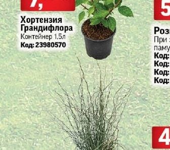 Хортензия Грандифлора