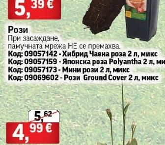 Рози