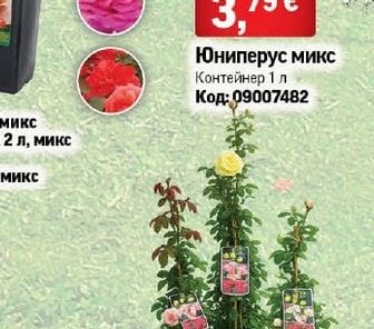 Юниперус микс