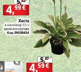 Хоста