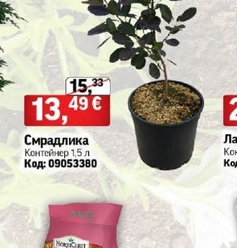 Смрадлика