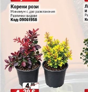 Корени рози