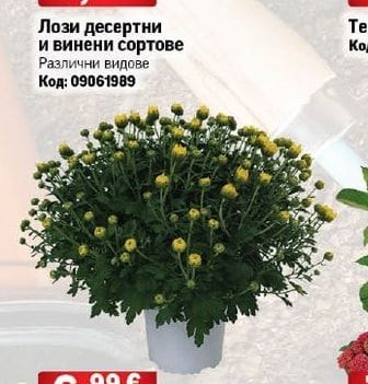 Лози десертни и винени сортове