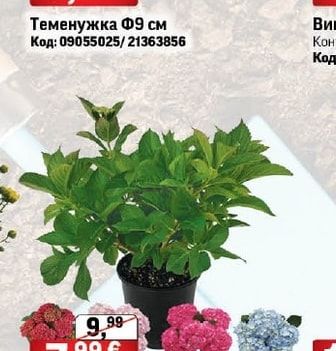 Теменужка