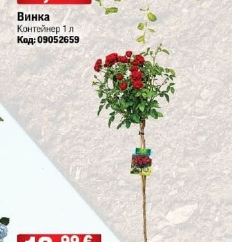 Винка