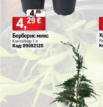 Берберис микс