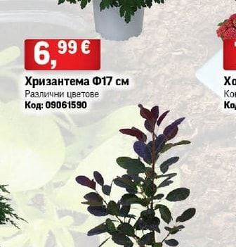 Хризантема