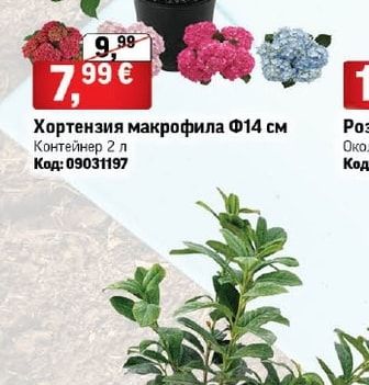 Хортензия макрофила