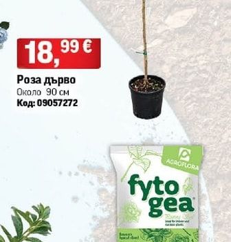 Роза дърво
