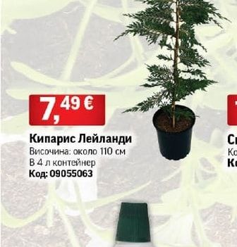 Кипарис Лейланди
