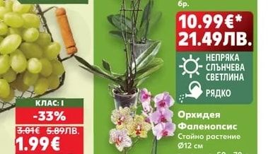 Орхидея Дендробиум