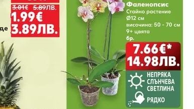 Бяло грозде