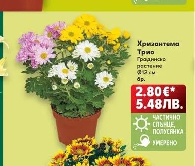 Хризантема Трио