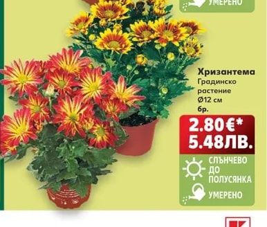 Хризантема