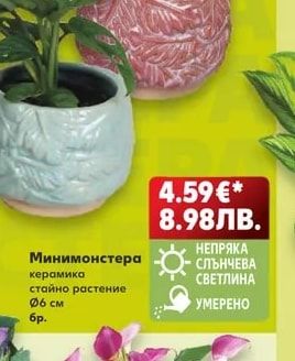 Драцена Маргината