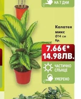 Калатея микс