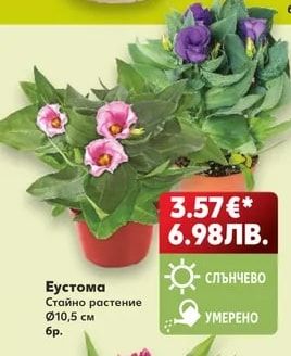 Еустома