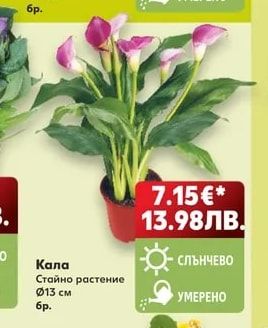 Кала