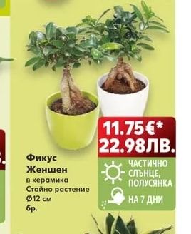 Фикус Женшен
