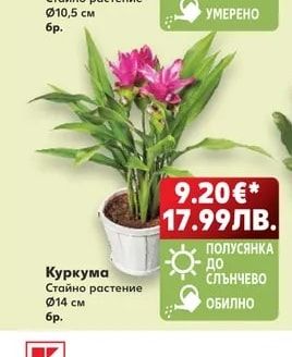 Куркума