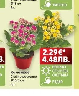 Каланхое