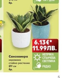 Сансевиера
