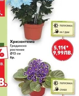 Букет рози различни цветове