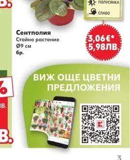 Хризантема Градинско растение