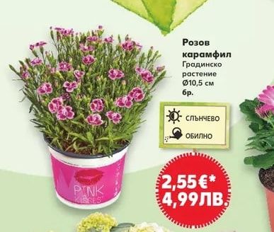Розов карамфил