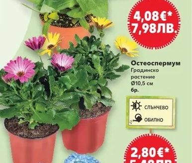 Остеоспермум