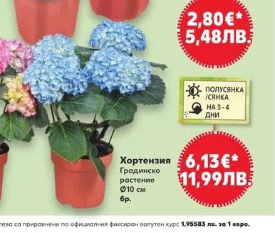 Хортензия