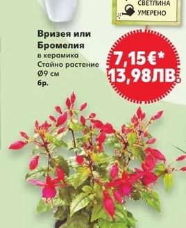 Вризея или Бромелия