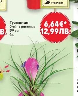 Гузмания
