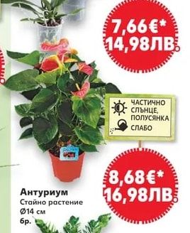 Орхидея Фаленопсис
