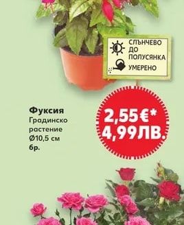 Фуксия