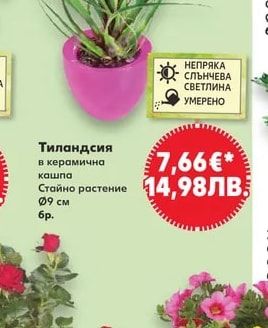 Тиландсия