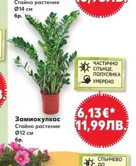Антуриум