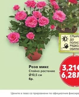 Роза микс