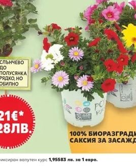 Замиокулкас