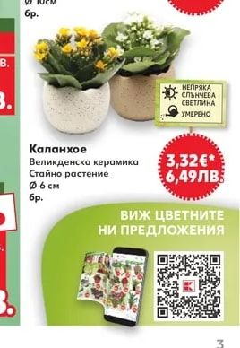 Сагина