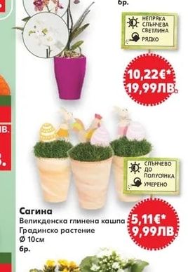 Орхидея Фаленопсис